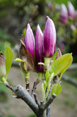 Blossoming magnolias in spring for inspiration and gift.