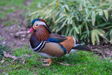 Mandarin Duck in grass - beautiful
