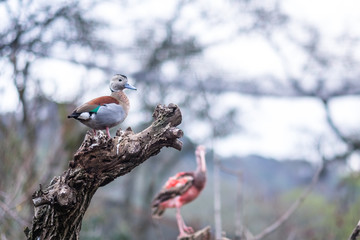 White Faced Whistling duck on a branch