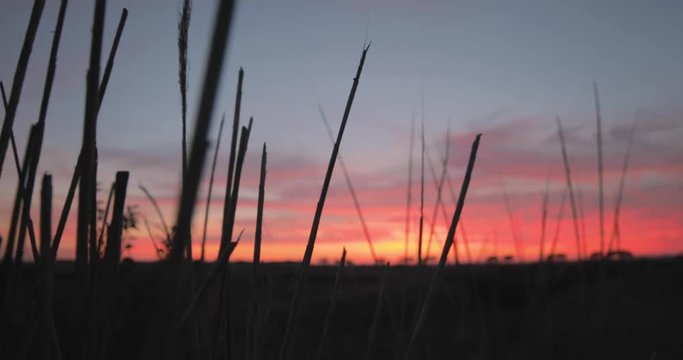 Tramonto rosso fuoco dietro delle siepi