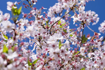 Cherry Blossoms in full bloom