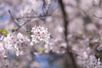 Cherry Blossoms in full bloom