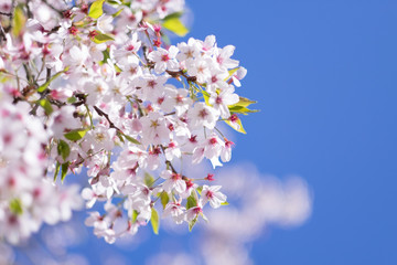 Cherry Blossoms in full bloom