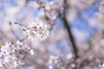 Cherry Blossoms in full bloom
