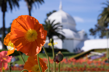 Poppy flower in full bloom outside of Conservatory of Flowers, San Francisco