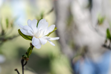Blossoming magnolias in spring for inspiration and gift.