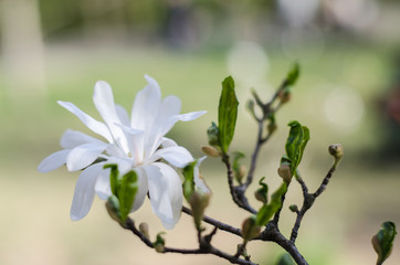 Fototapeta na wymiar Blossoming magnolias in spring for inspiration and gift.