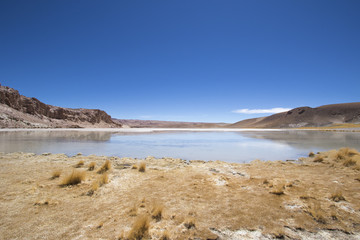 Laguna Gato Andino