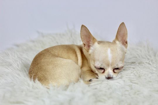 Chihuahua sleeping 