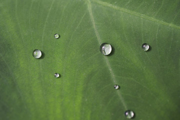 Drops of water on a wide leaf of a tropical plant.