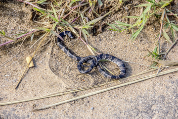 brazilian outdoor snakes
