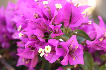 pruple Flowers