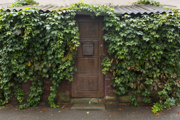 Fototapeta na wymiar Wooden brown door with a lock. Around is a lot of greenery. Cloudy weather