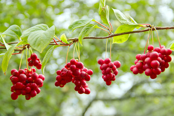 Crop of useful plant. Red schisandra hang in row on green branch