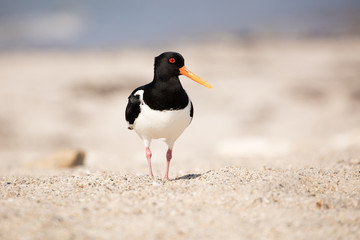 Oystercatcher walking along the beach of D&uuml;ne, Heligoland