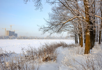 Snowy January morning in Nevsky forest Park.