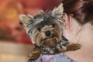 Yorkshire Terrier on a woman's shoulder, portrait.