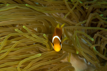 The Ccellaris Clownfish, Amphiprion Ocellaris.
