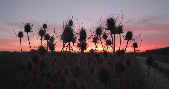 Tramonto rosso fuoco dietro delle siepi