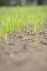young green sprouted grain