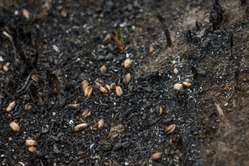 the texture of the ash from the burnt grain on the ground