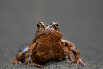 Brown frog macro close-up