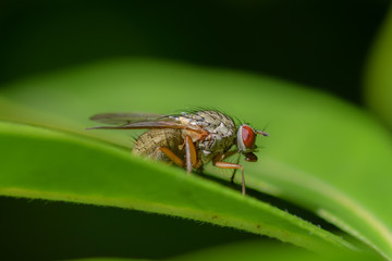 House fly macro close up