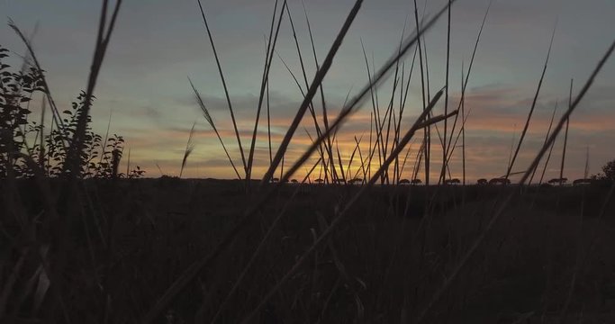 Tramonto rosso fuoco dietro delle siepi