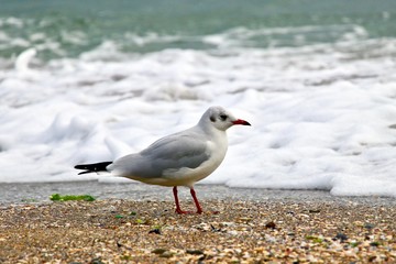 Foto session gulls on the Black Sea