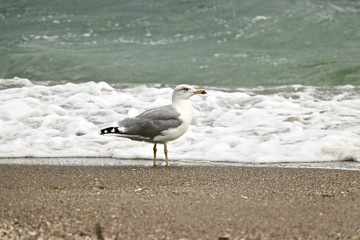 Foto session gulls on the Black Sea