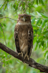 A clean image of Brown Fish Owl sitting on a beautiful perch on a branch in a green backdrop at Ranthambore Tiger Reserve, India