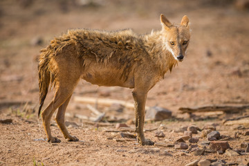 Indian Jackal, Canis aureus indicus calmly sitting and observing the behavior possible prey at ranthambore tiger reserve, india