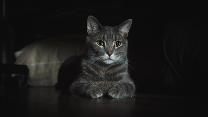 Grey Cat Posing