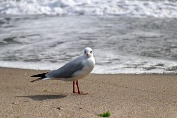 Foto session gulls on the Black Sea