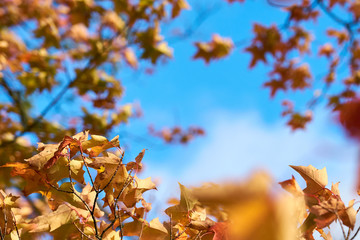 Brown and yellow autumn leaves on a branches of a tree against a cloudy blue sky. 