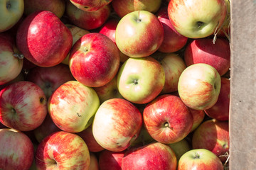box of red apples