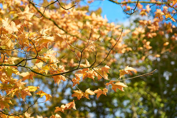 Brown and yellow autumn leaves on a branches of a tree against a cloudy blue sky in a park. 