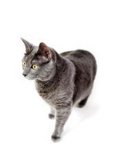 Grey cat with yellow eyes isolated on white background