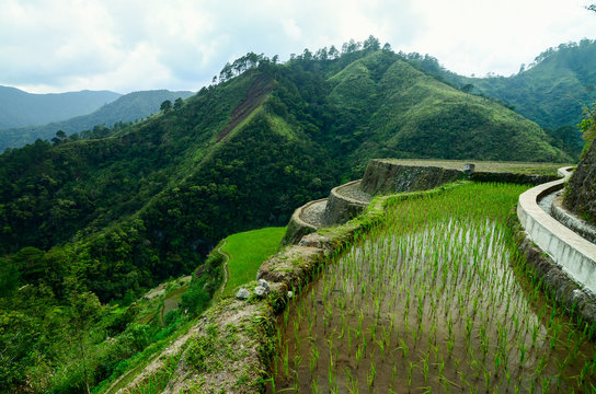 Rice terraces, Batad, Philippines