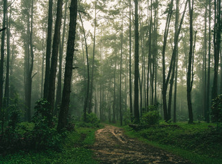 Obraz premium rano w lesie