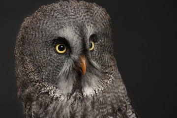 Bartkauz Nahaufnahme vom Kopf im Studio mit schwarzem Hintergrund