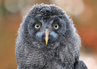 Tierbaby Bartkauz als Porträt blickt direkt in die Kamera
