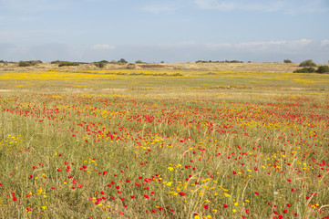 Wild field flowers