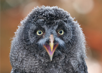 junger Bartkauz mit geöffnetem Schnabel als Porträt im Herbst