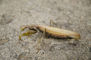 praying mantis, mantis, bug on cement, insect, mantis standing