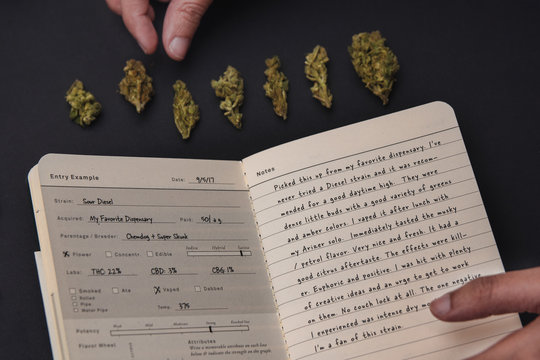 Hand placing cannabis buds near notebook