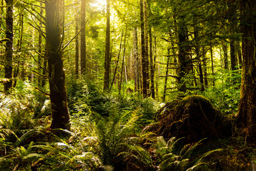 morning in the forest