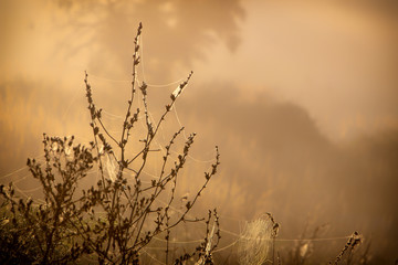 Web with dew drops on a blade of grass on a Fog background