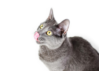 Grey cat with yellow eyes isolated on white background