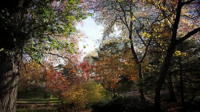 Loop of Timelapse, trees change colors in autumn